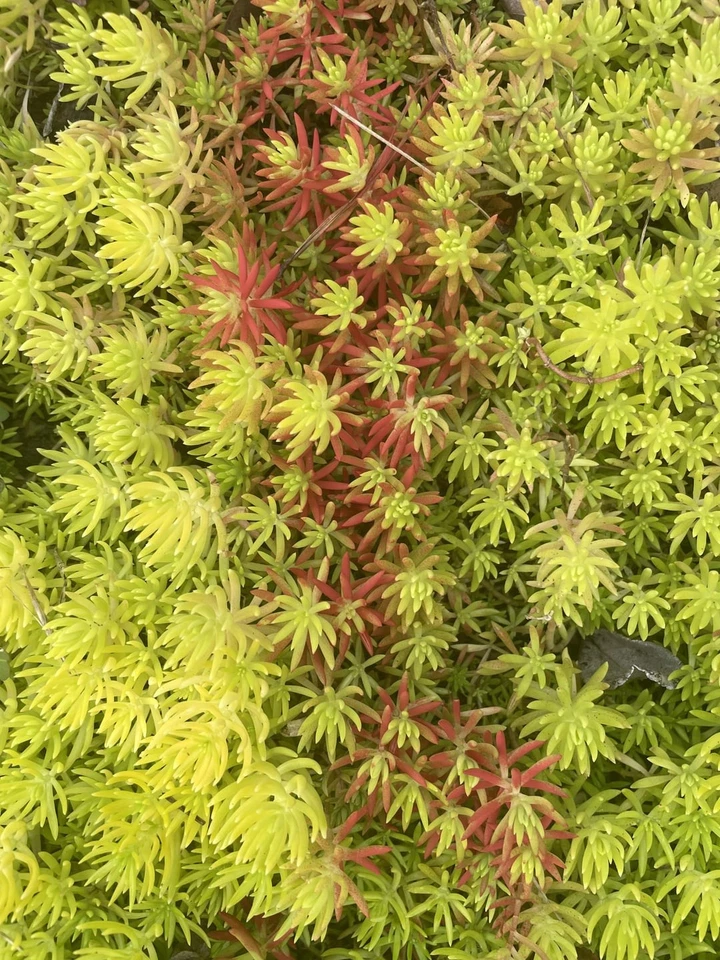 Sedum Angelina Succulent Cuttings – 9 Live Bare Root Stonecrop Cuttings for Garden or Container Planting