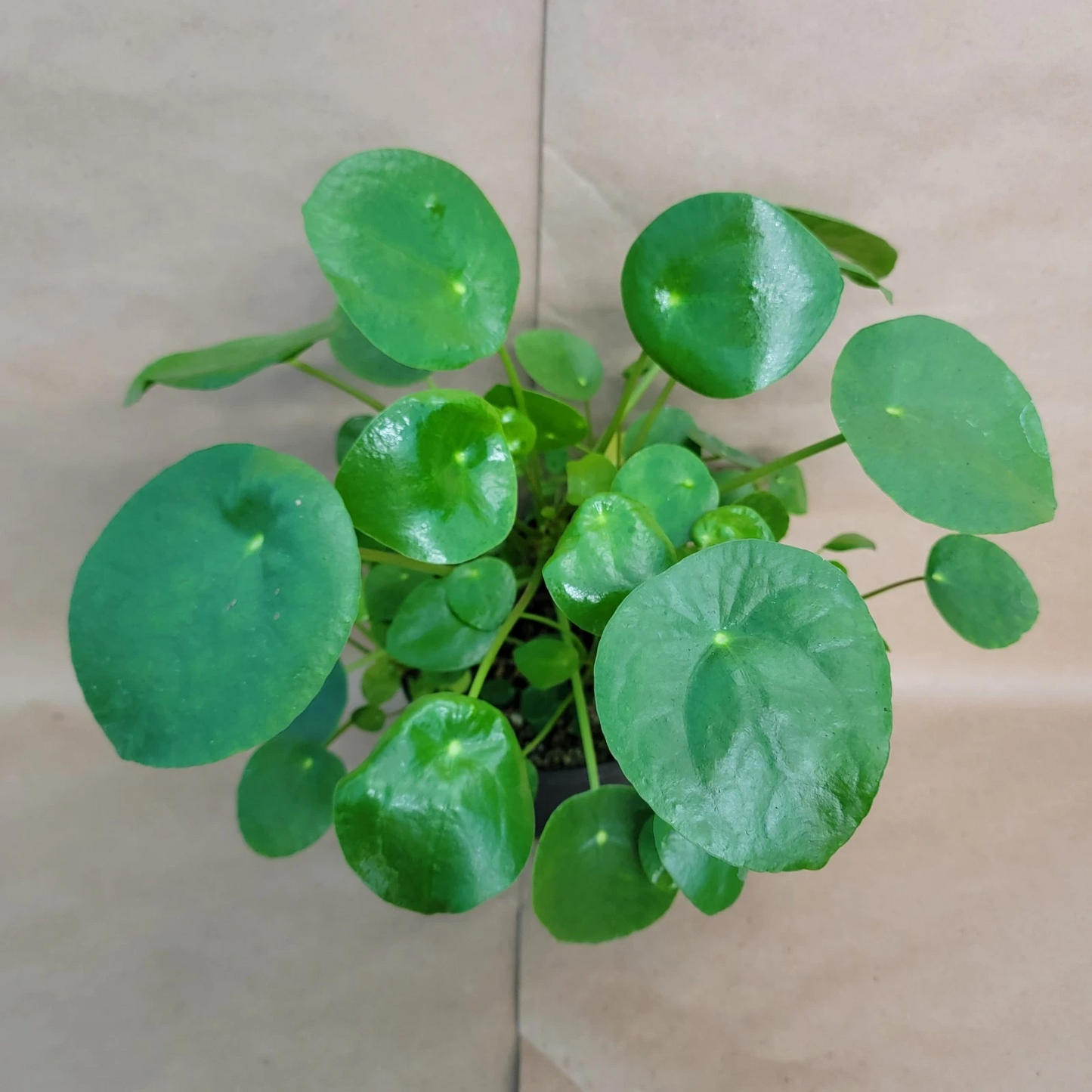 Pilea Peperomioides Chinese Money Plant 4 Inch Pot, Live Indoor Houseplant with Round Leaves