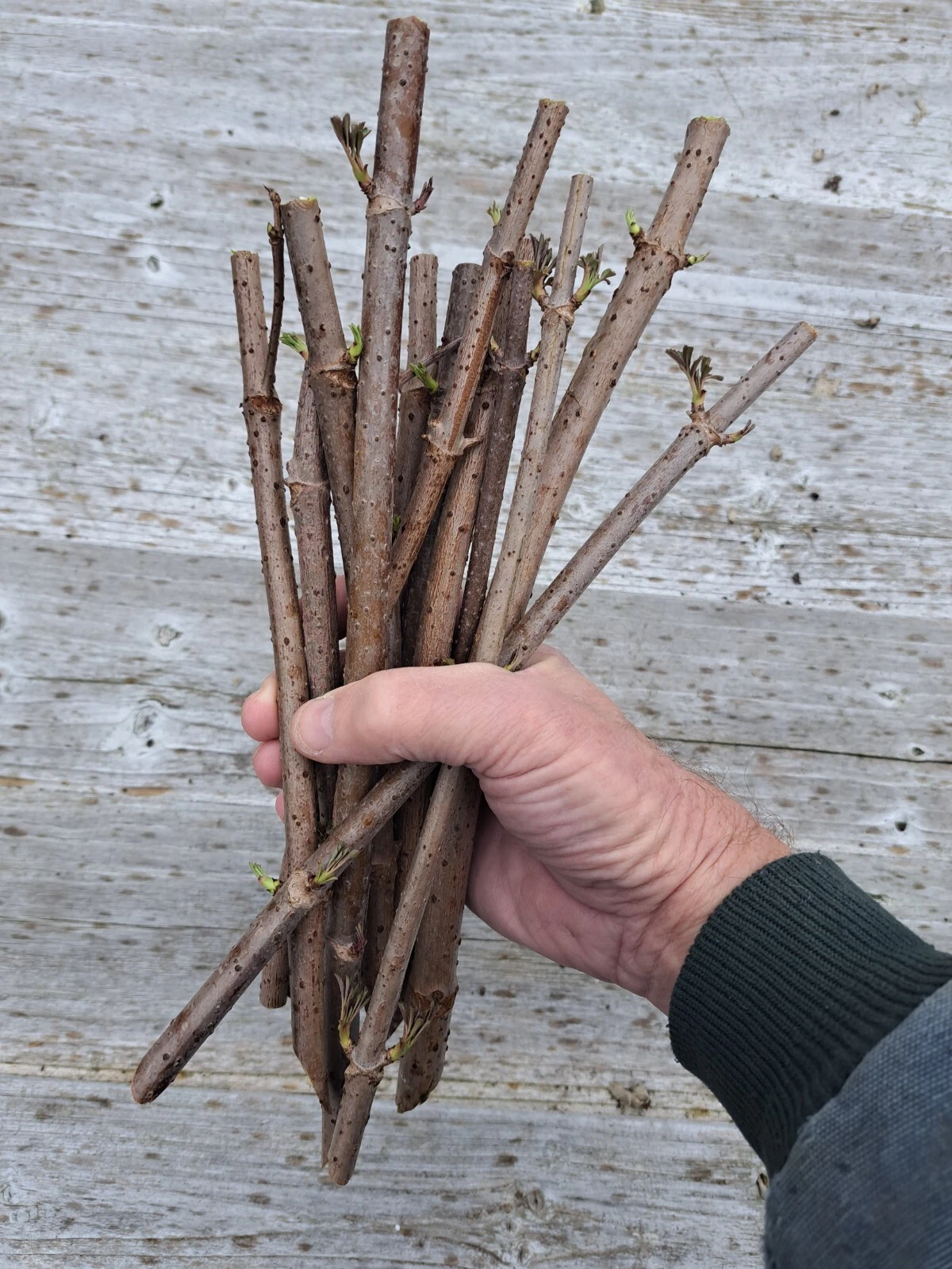 American Elderberry Cuttings – 100 Fresh Unrooted Sambucus Canadensis Cuttings, Spring Shipping Presale