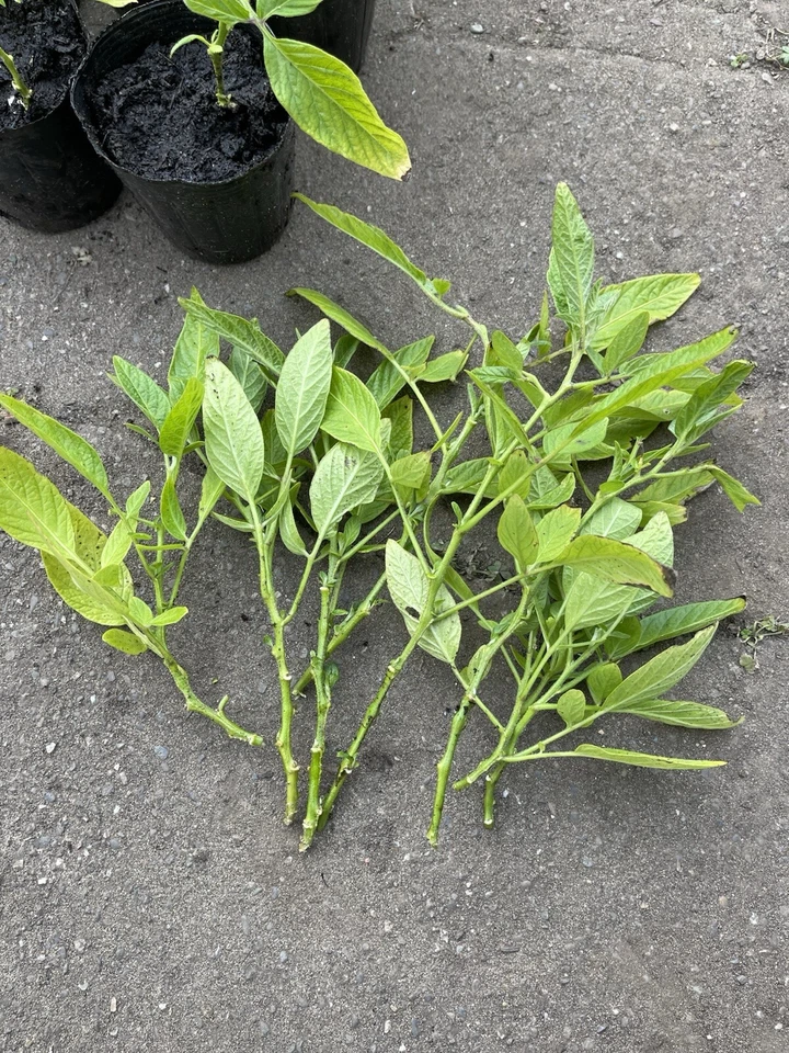 Pepino Melon Cuttings – 10 Fresh Solanum Muricatum Vine Cuttings for Rooting and Garden Planting