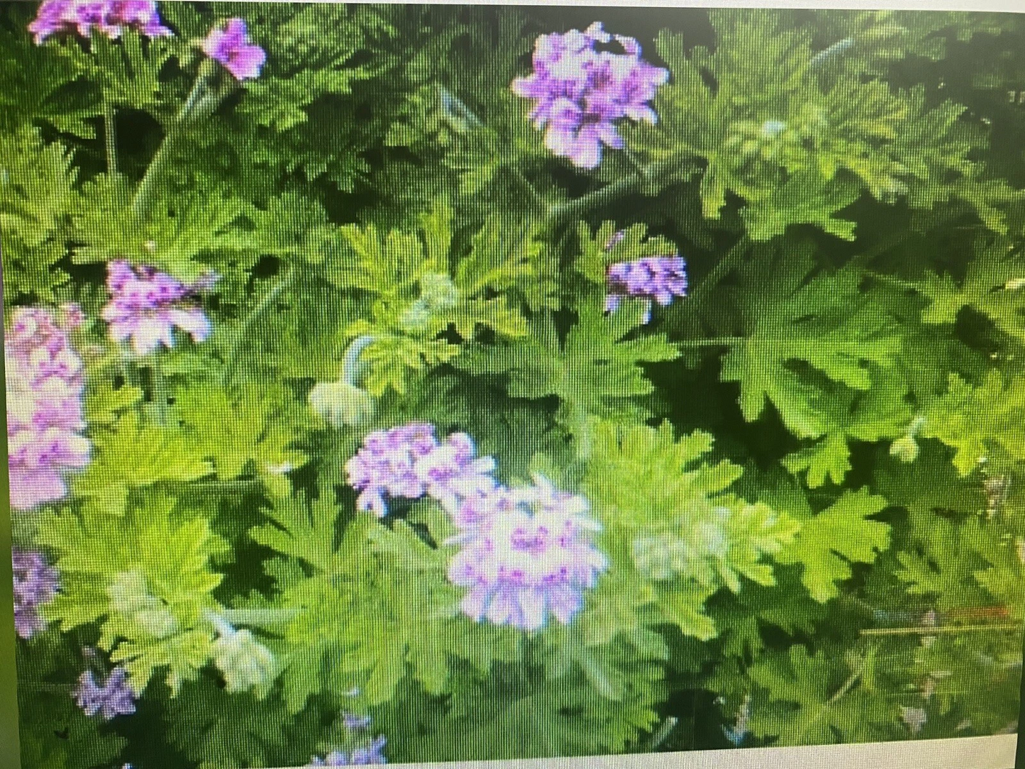 Pelargonium Citronella Rose-Scented Geranium Cuttings – 4 Pink Flower Plant Cuttings for Propagation