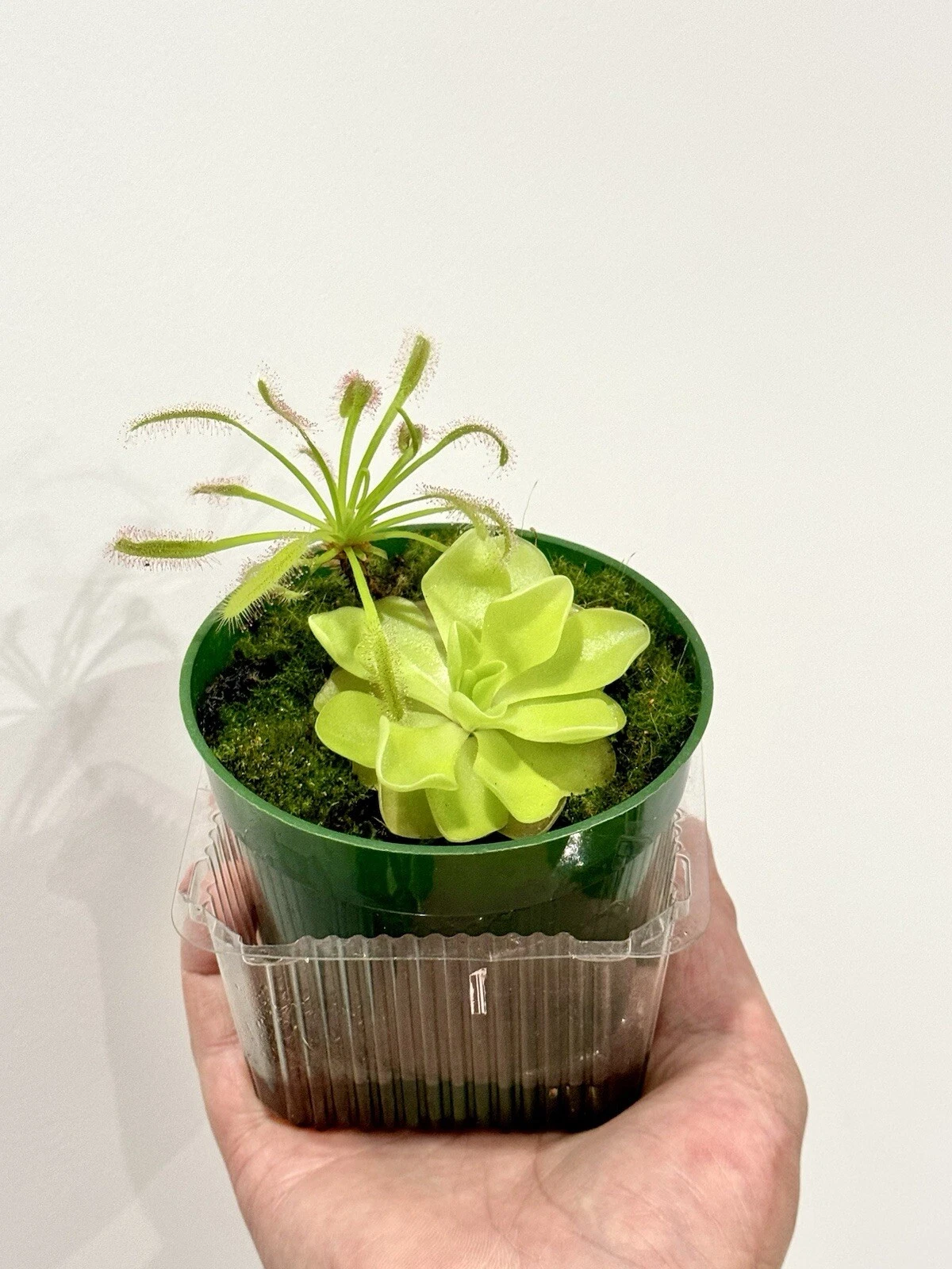 Carnivorous Plant Starter Pack Pinguicula And Cape Sundew Drosera Capensis 2 Live Plants