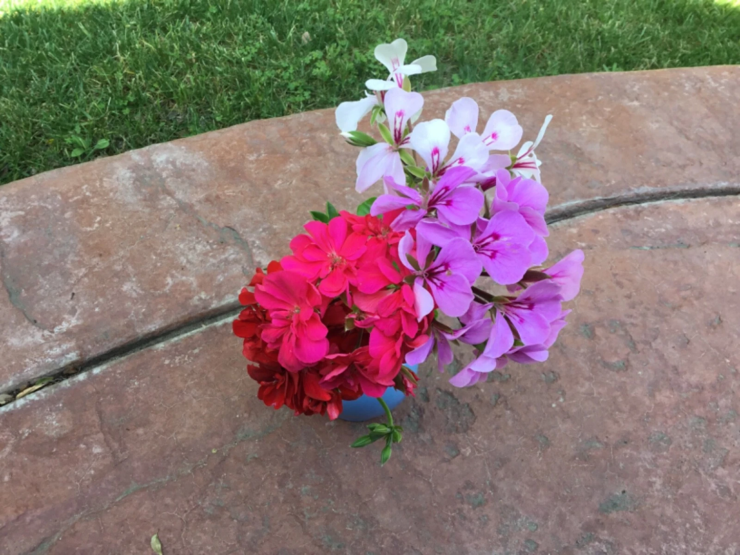 Ivy Geranium Pelargonium Peltatum 8 Cuttings Four Colors Unrooted for Rooting Trailing Ornamental Plant