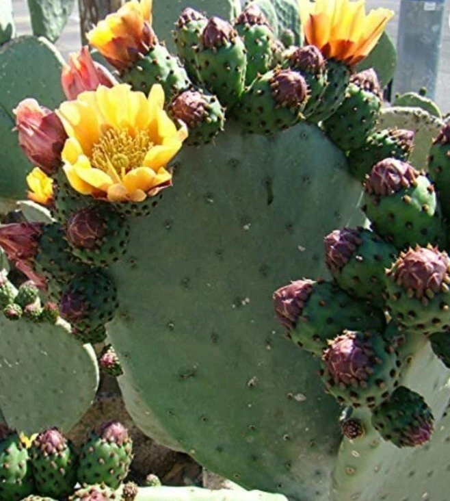 Prickly Pear Cactus Cutting Opuntia Pad, Fresh Single Pad for Planting and Propagation