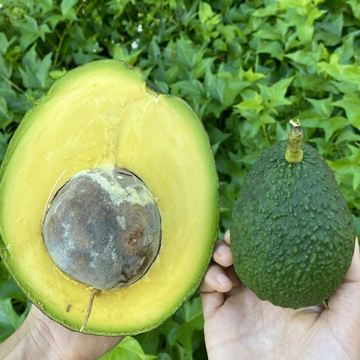 Marcus Pumpkin Avocado Cuttings Set of 5 Unrooted Pieces Live Avocado Propagation Material