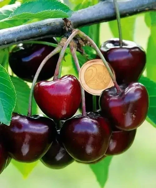 Carmen Cherry Cuttings – 5 Live Prunus Avium Cuttings from Hungary for Grafting or Rooting