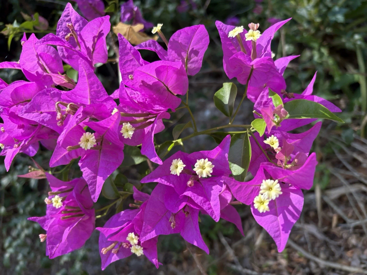 Purple Bougainvillea Cuttings – 6 Unrooted Lavender Flowering Bougainvillea Cuttings, Climbing Ornamental Plant