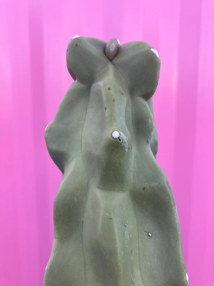 Totem Pole Cactus Cuttings 9.5–12 Inch – Monstrose Columnar Cactus, Lophocereus Schottii for Rooting