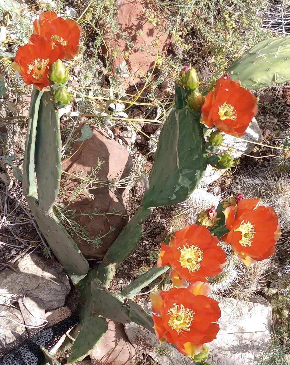 Opuntia Orange Julius Spineless Cactus Pad Live Cutting With Orange Flowers