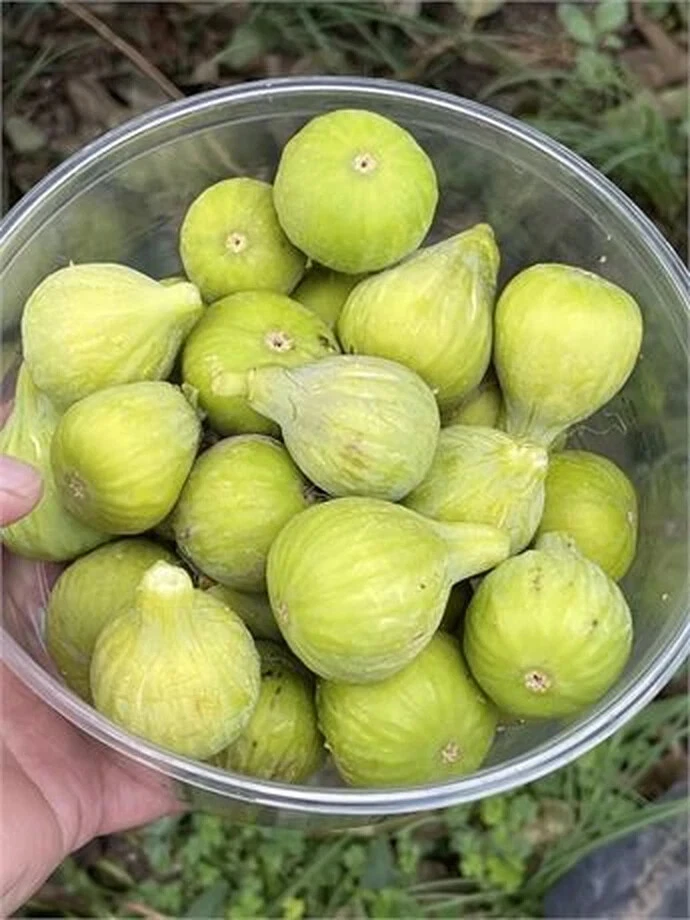 JH Adriatic Fig Cutting – Unrooted Ficus Carica Branch with 3+ Nodes, 8 Inch Fig Tree Cutting for Propagation