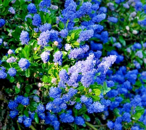 California Lilac Cuttings – 3 Unrooted 6 Inch Ceanothus Cuttings, Native Flowering Shrub for Propagation