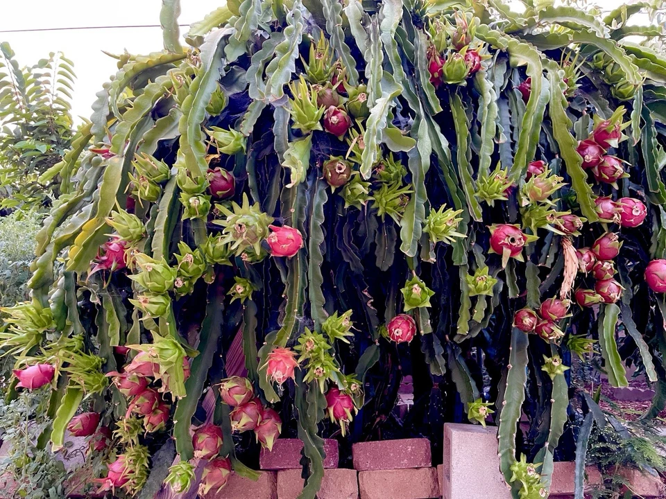 American Beauty Dragon Fruit Cuttings – 2 Unrooted Cuttings 8–10 Inches, Red Flesh Pitaya Cactus for Propagation