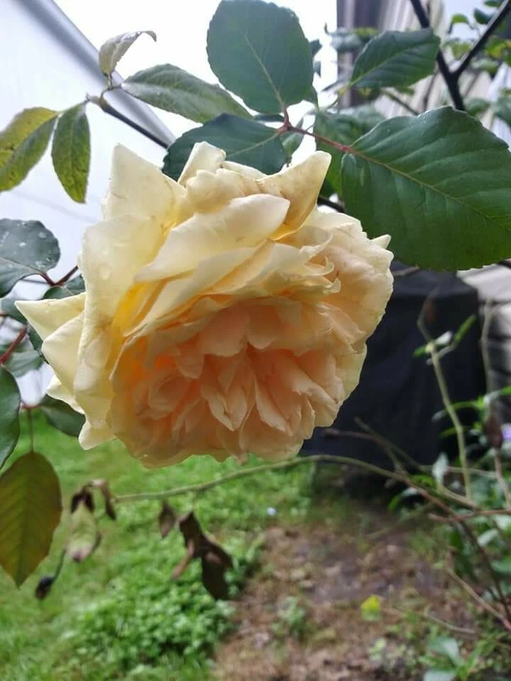 6 Cream Abundance Rose Unrooted Cuttings Thornless Variety for Rooting or Grafting Ornamental Shrub