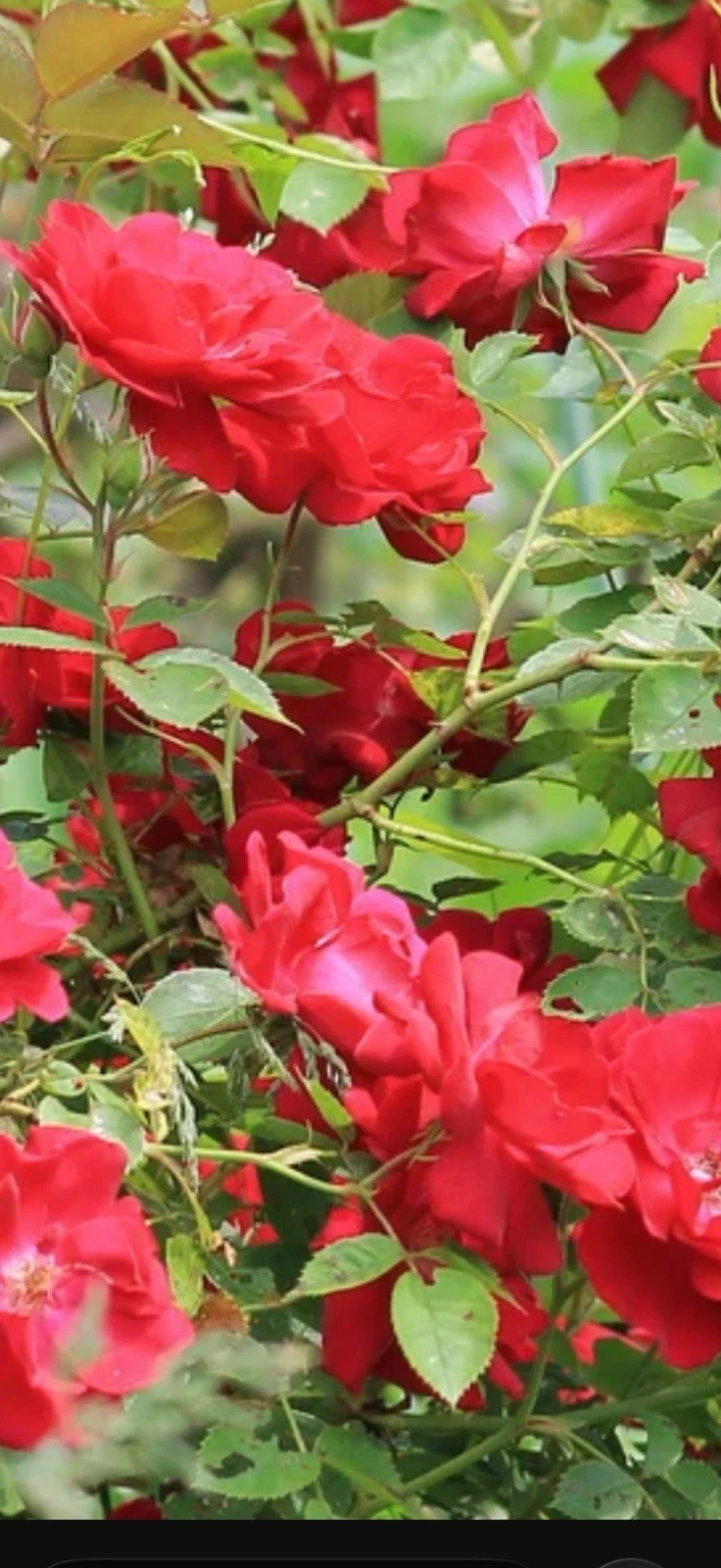 Red Double Knock Out Rose Cuttings, 3 Live Cuttings 6–8 Inch Length
