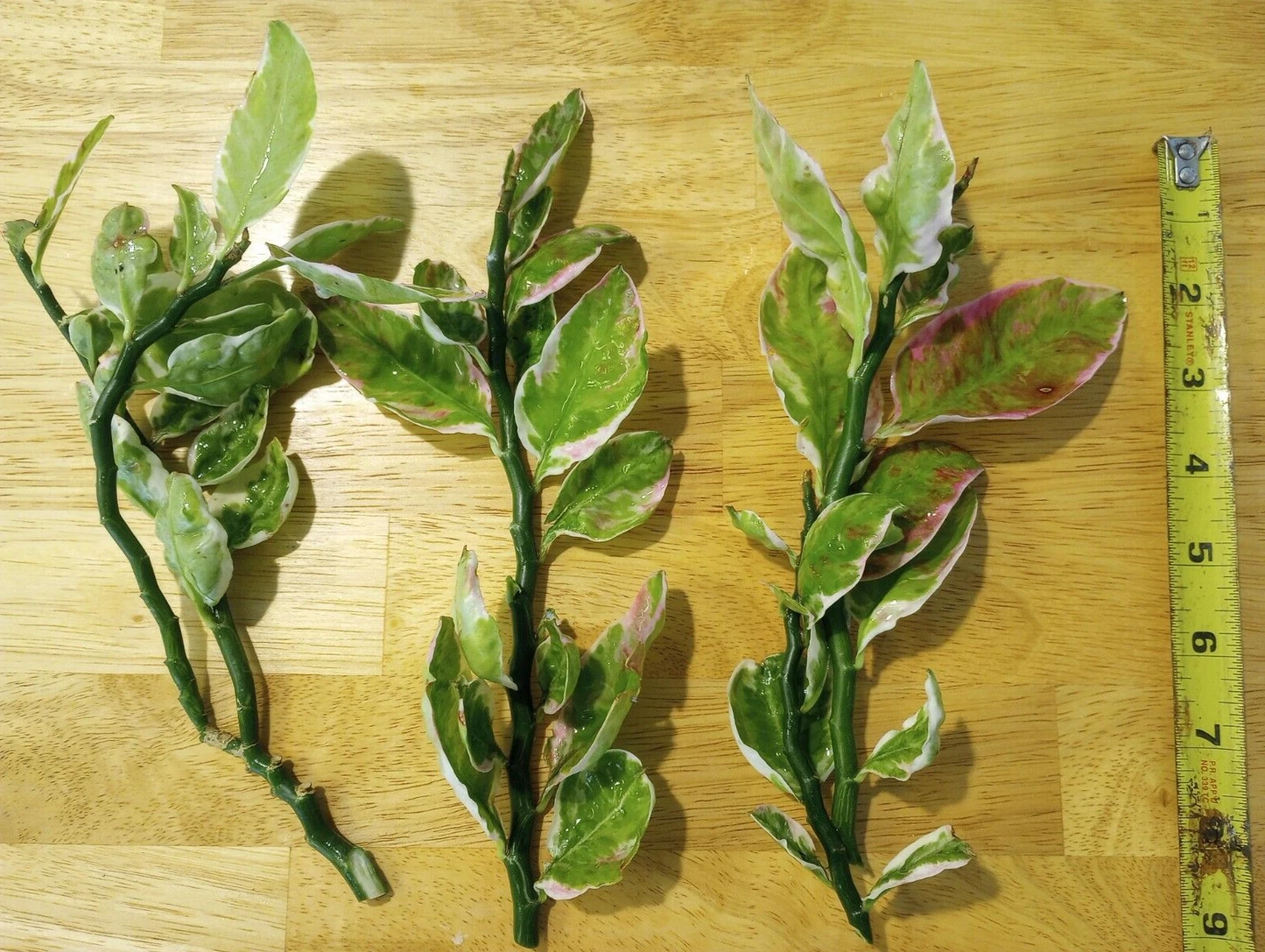 Devil’s Backbone Variegated Cuttings – 3 Unrooted Euphorbia Tithymaloides Cuttings, 8–10 Inch Ornamental Plant