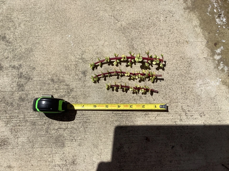 Variegated Elephant Bush Cuttings – Portulacaria Afra Live Cuttings, 11 Succulent Cuttings for Propagation