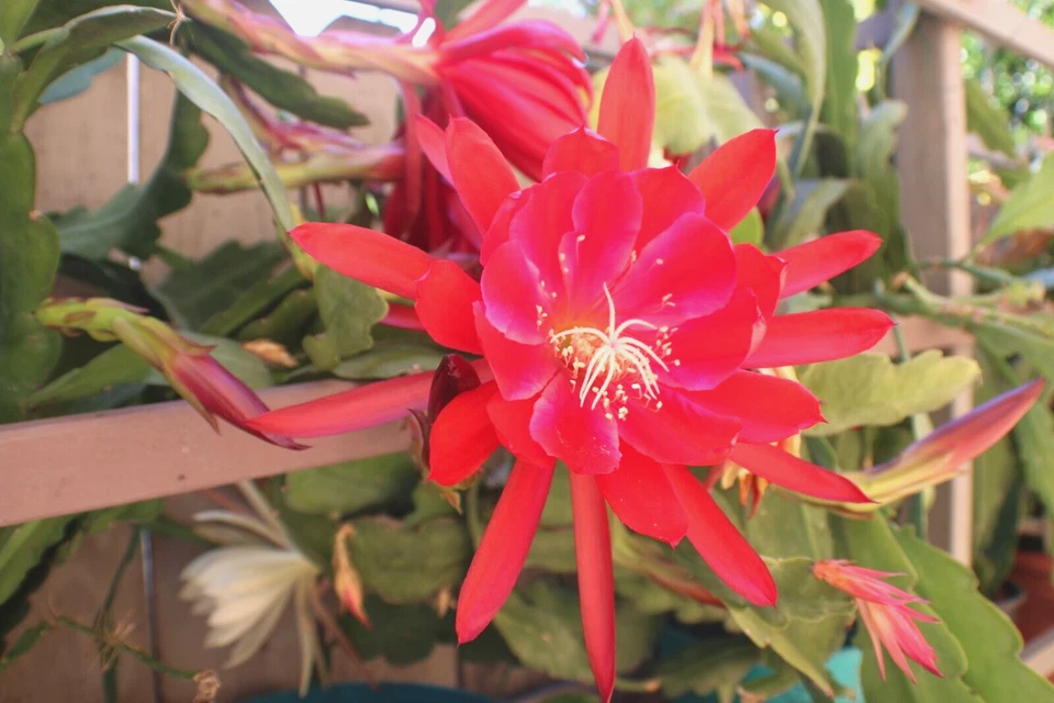 Epiphyllum Orchid Cactus Cuttings – 3 Live Epiphyllum Cuttings, 8–12 Inch Mixed Cultivars Including Lily Voodoo