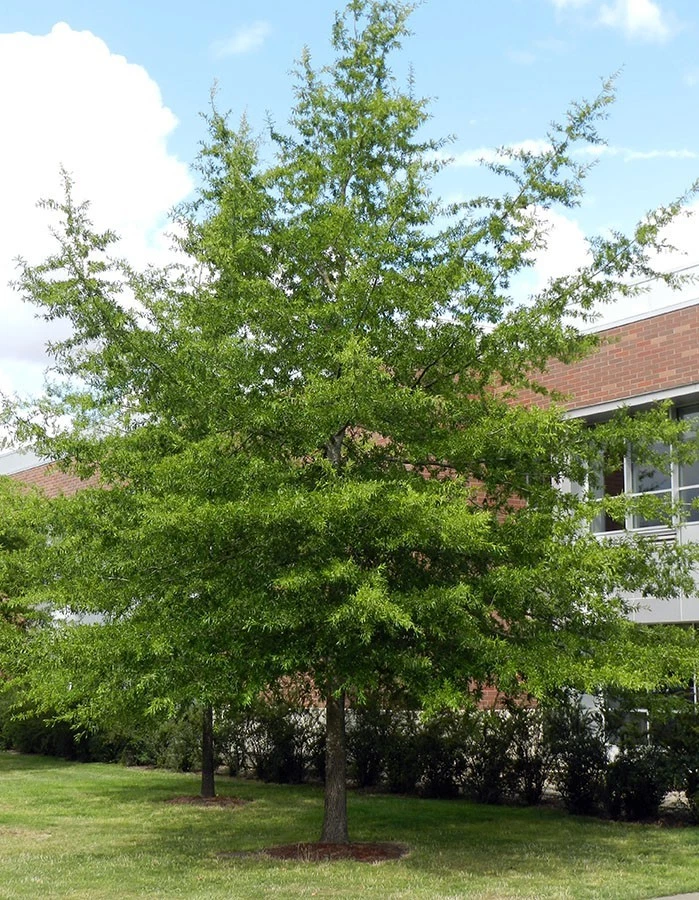Willow Oak Quercus Phellos Cuttings – 10 Live Unrooted Oak Tree Cuttings for Propagation