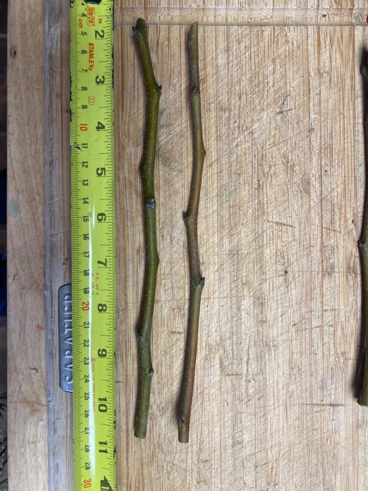 Olive Tree Cuttings – Fresh Unrooted Olea Europaea Cuttings for Propagation and Planting