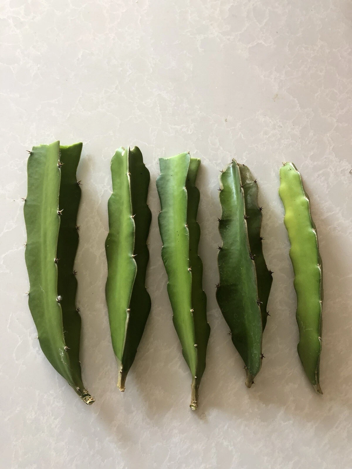 Red Dragon Fruit Cuttings – 5 Fresh Pink Skin Hylocereus Cuttings, Unrooted Cactus for Planting