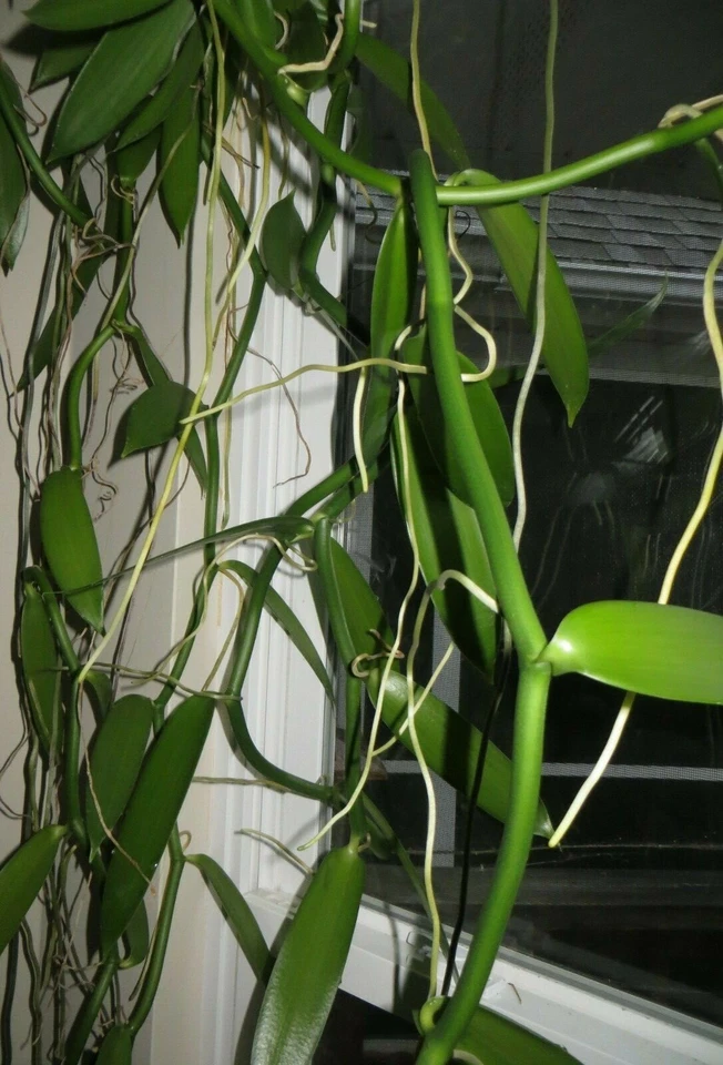 Vanilla Planifolia Cuttings for Planting – Fresh 12 Inch Orchid Vine Stems for Garden or Indoor Growing