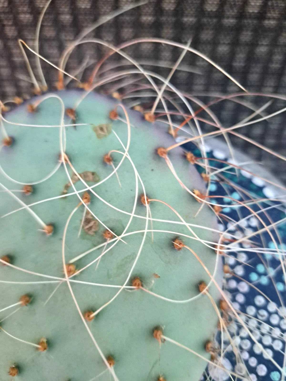 Opuntia Azurea Parva Cactus Cutting, Live Blue Prickly Pear Starter