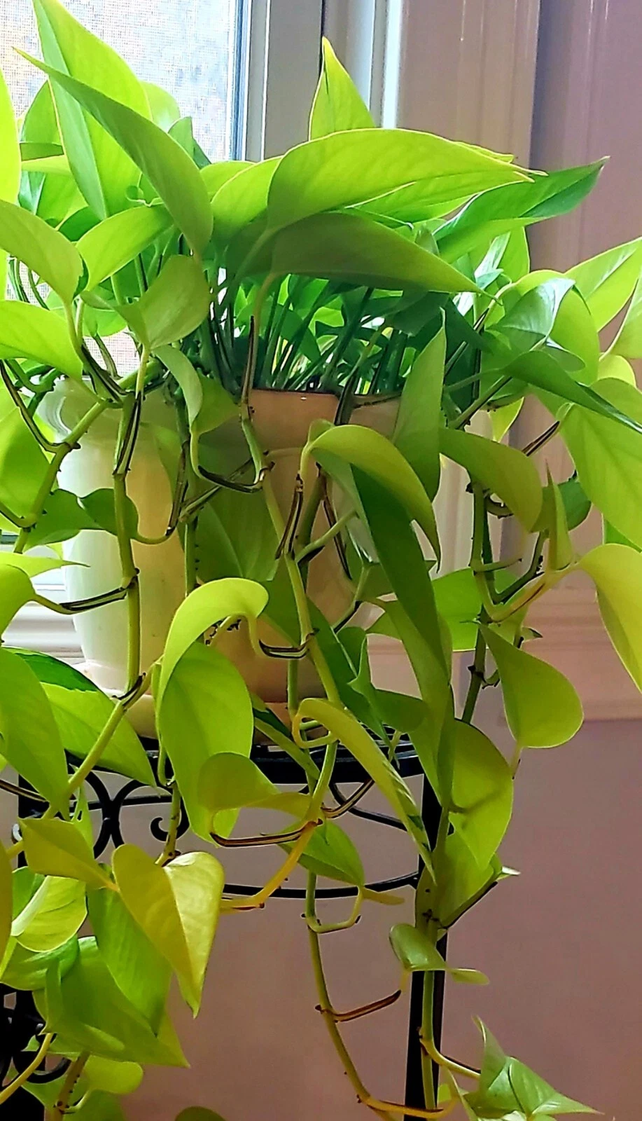 Neon Lemon Lime Pothos Cuttings – 6 Live Unrooted Epipremnum Aureum Cuttings for Indoor Houseplant Propagation