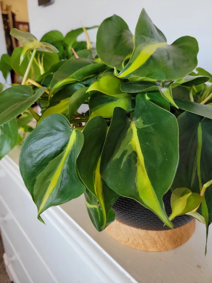 Philodendron Brasil Cuttings – 3 Fresh Unrooted Cuttings, Variegated Green Yellow Trailing Houseplant