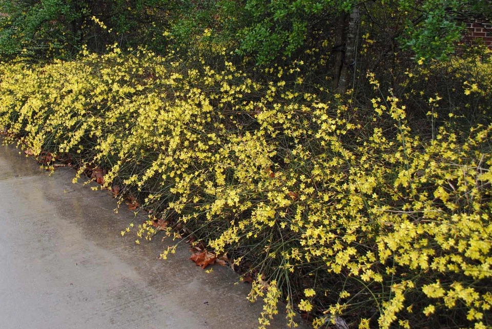 Winter Jasmine Jasminum Nudiflorum Live Stem Cuttings Set of 10 Pieces 8–10 Inch for Propagation