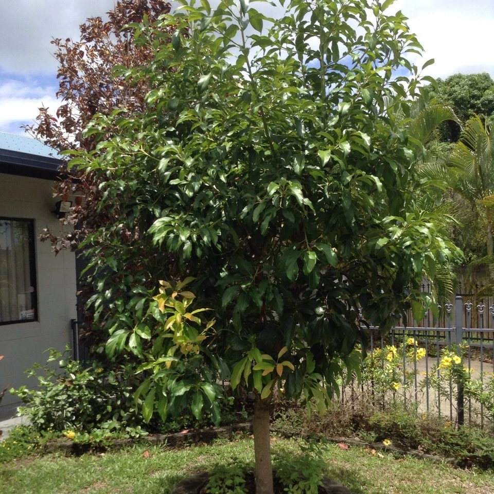 Cleopatra Avocado Cuttings 3 Scions Wax Dipped Unrooted for Grafting Persea Americana Tree