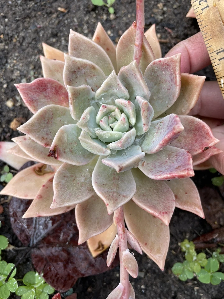 Graptopetalum Paraguayense Blue Haze – One Bare Root Succulent Plant – Ghost Plant Starter