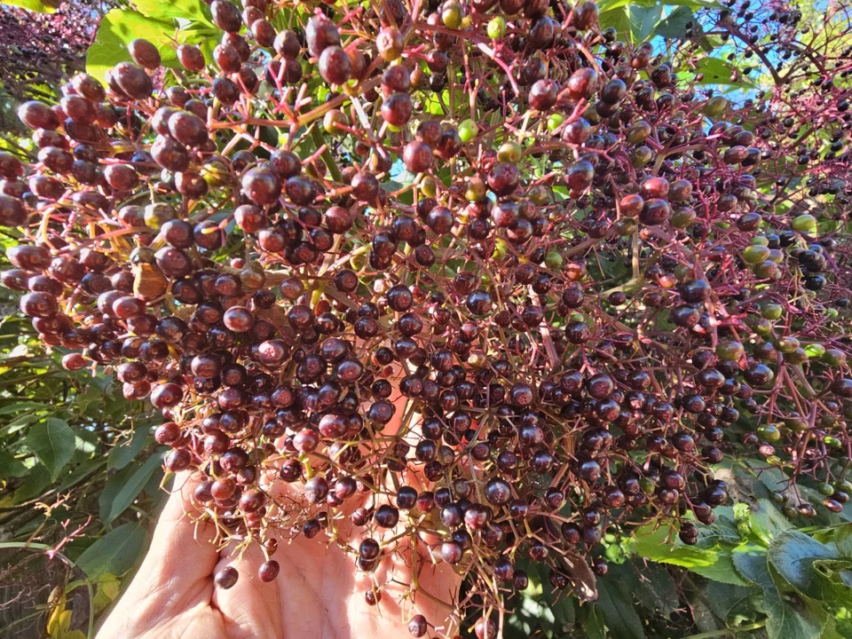 Elderberry Dormant Cuttings for Planting – 12 Fresh Stems, York Adams Nova Varieties