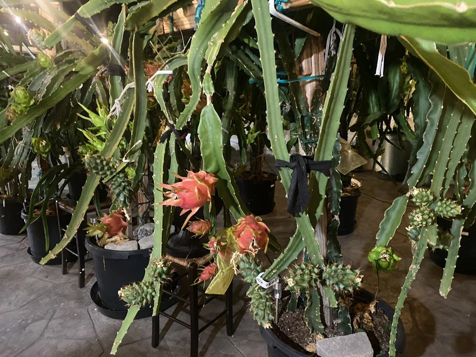 Vietnamese Red Dragon Fruit Cutting 8–12 Inch, Live Pitaya Plant Cutting for Rooting and Garden Growing
