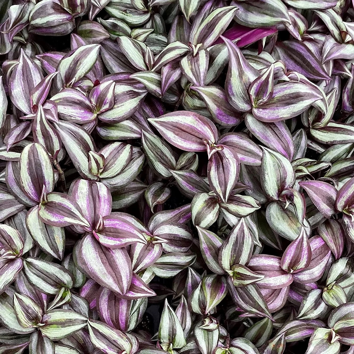 Tradescantia Zebrina Purple Wandering Jew Plant Cuttings Live Houseplant 5 Pieces