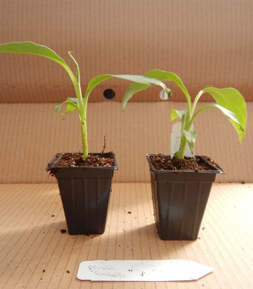 Basjoo Banana Tree Starter Plant – Musa basjoo Live Rooted Banana, Cold Hardy Banana Tree for Garden or Container