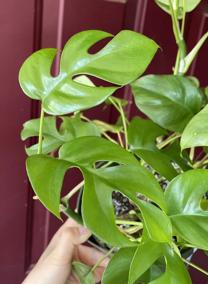 Rhaphidophora Tetrasperma Cuttings – Mini Monstera 2 Cuttings with 2 Leaves and 2 Nodes for Propagation