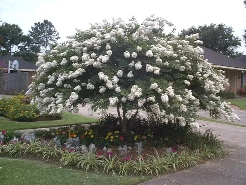 Crape Myrtle Petite Snow Cuttings – 5 Fresh Lagerstroemia Stems for Rooting or Grafting
