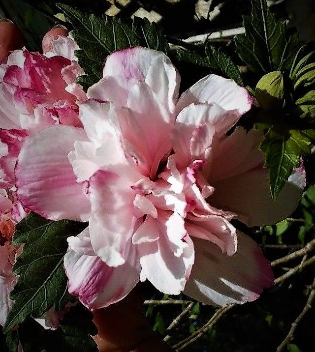 Double Rose of Sharon Live Plant – Pink Hibiscus Althea Starter, 6–12 Inch Flowering Shrub for Garden