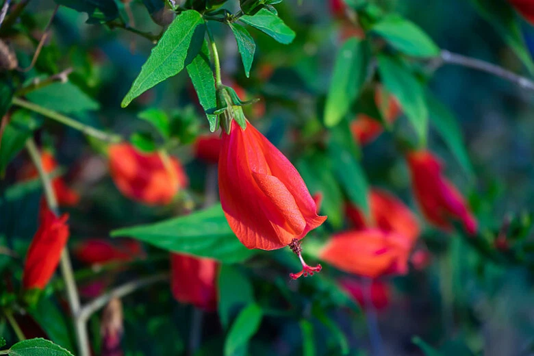 Malvaviscus arboreus Red Turk’s Cap – 6 Live Cuttings, Sleeping Hibiscus, Easy-Rooting Flowering Shrub Starter Plants