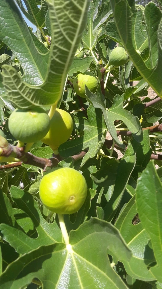 Tena Fig Cuttings – 7 Fresh Ficus carica Fruit Tree Cuttings, Garden or Container Fig Plant for Propagation