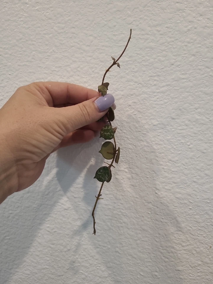 Hoya curtisii Cutting 6 Inch Wax Plant Fresh Unrooted Cutting for Propagation Indoor Trailing Houseplant