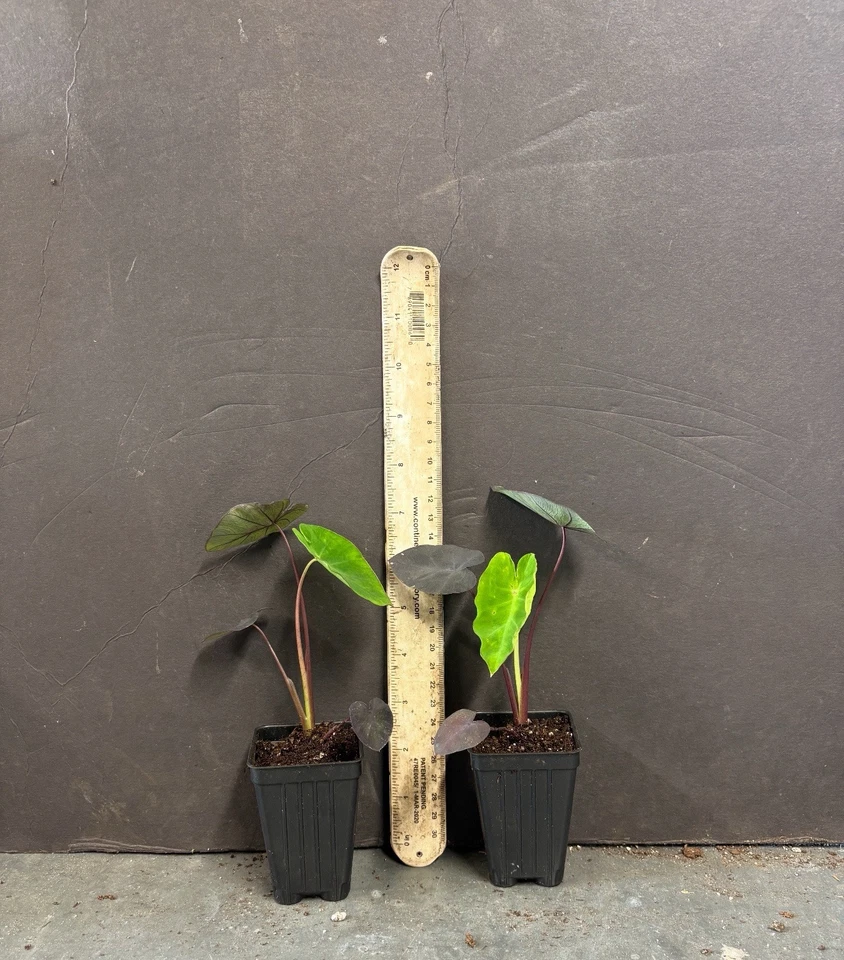 Black Lava Elephant Ear Starter Plant – Small Rooted Colocasia Esculenta Live Plant, Dark Foliage Tropical Ornamental