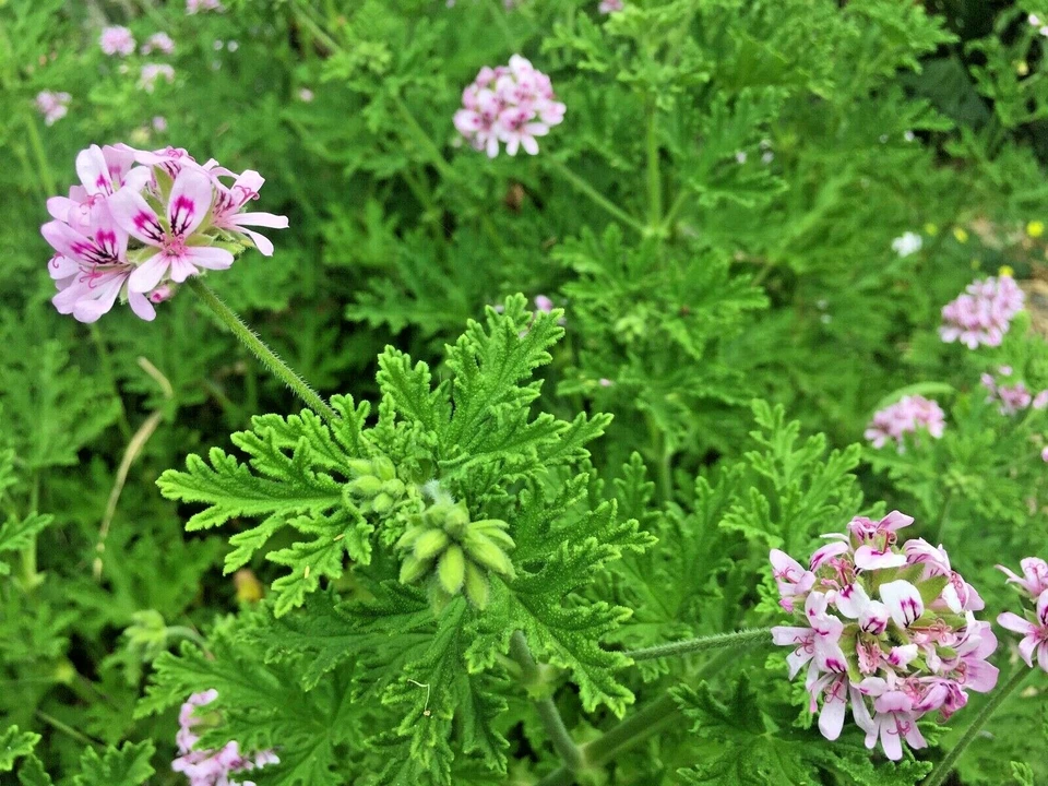 Lemon Scented Geranium Cuttings – 3 Pelargonium Citronella Live Plant Cuttings, Pink Flowers, Fragrant Foliage