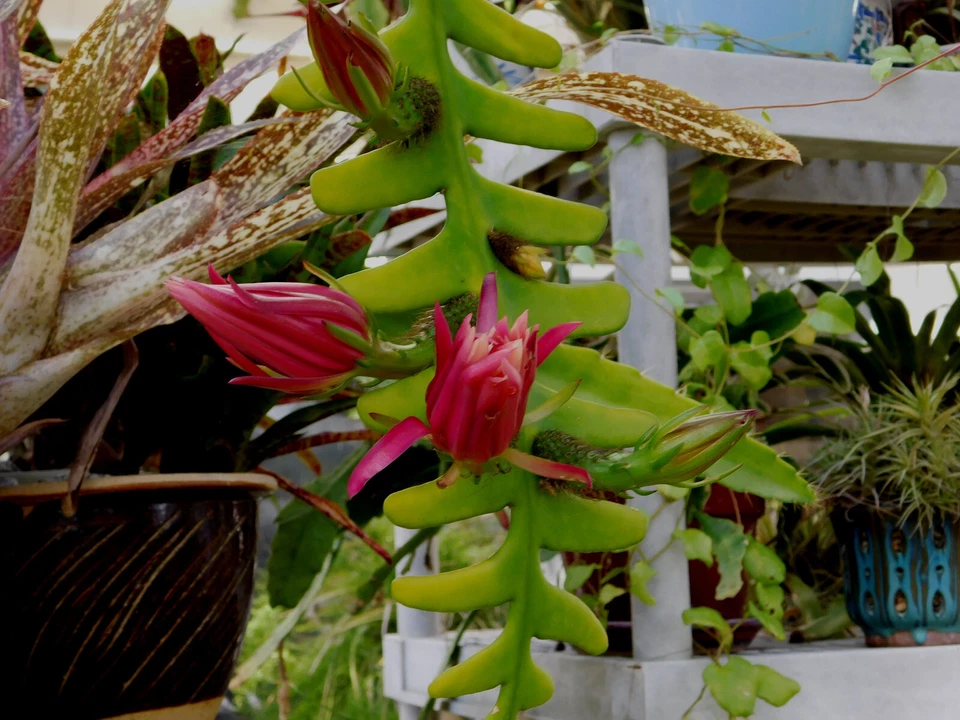 Zig Zag Cactus Cuttings – Cryptocereus Selenicereus anthonyanus, 2 Large Unrooted Fishbone Cactus Segments