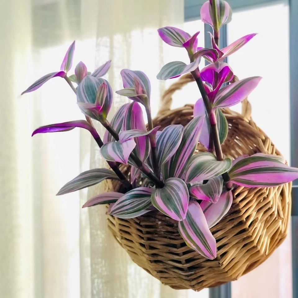 Tradescantia Nanouk Pink Houseplant Cuttings 3–4 Inch Unrooted Stem Cuttings for Propagation Set of 3
