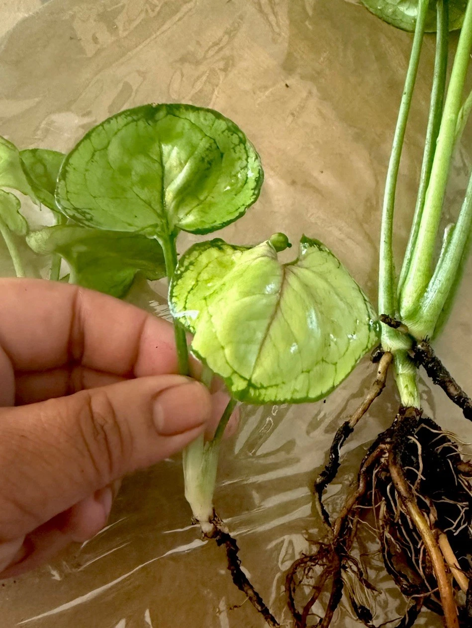 Syngonium Berry Allusion Rooted Cutting – Live Arrowhead Plant Starter, Pink Green Foliage, Indoor Houseplant