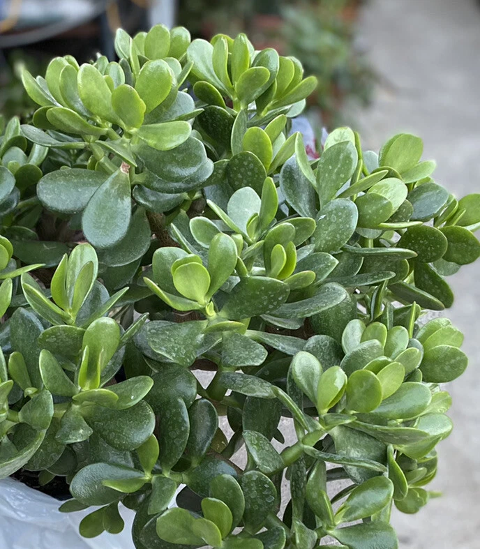Crassula Ovata Jade Plant Cuttings – 5 Unrooted Succulent Cuttings 3–5 Inch – Easy Care Houseplant