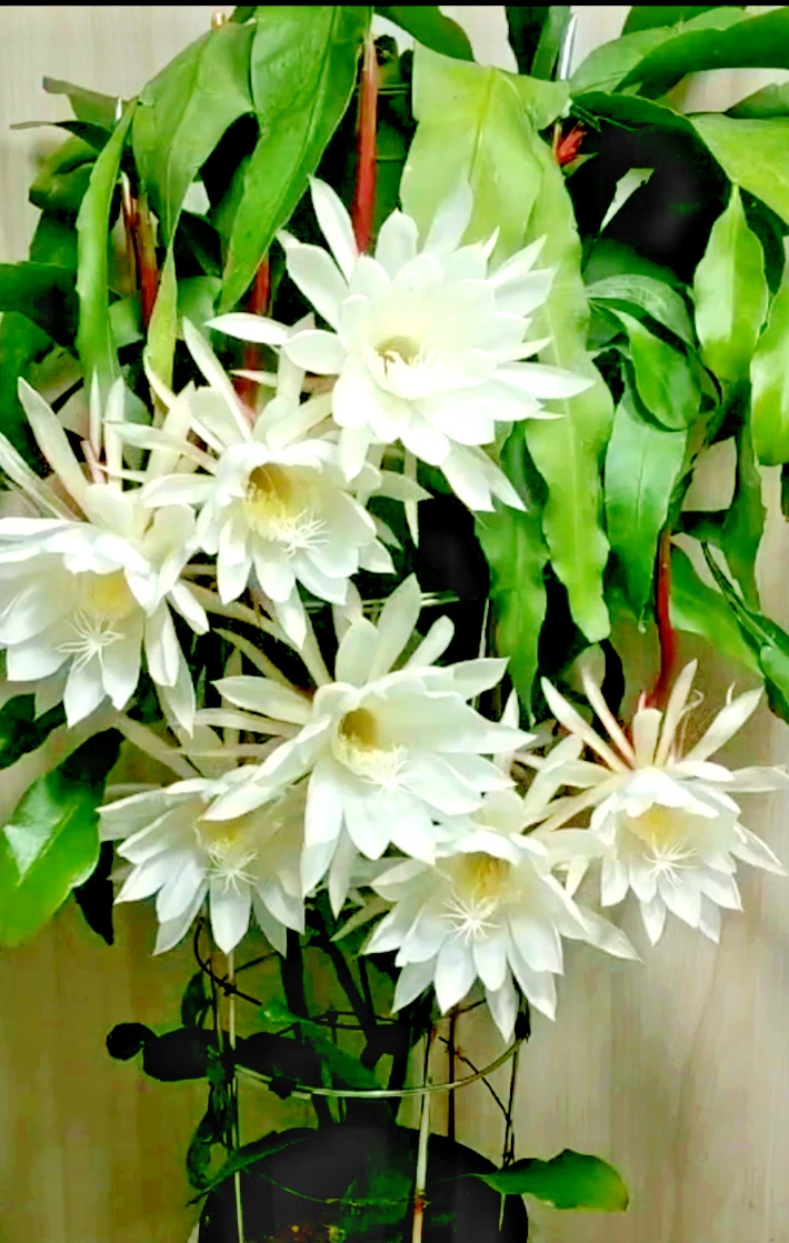 Night Blooming Cereus Cuttings Epiphyllum Oxypetalum Orchid Cactus 2 Cuttings 8–10 Inch