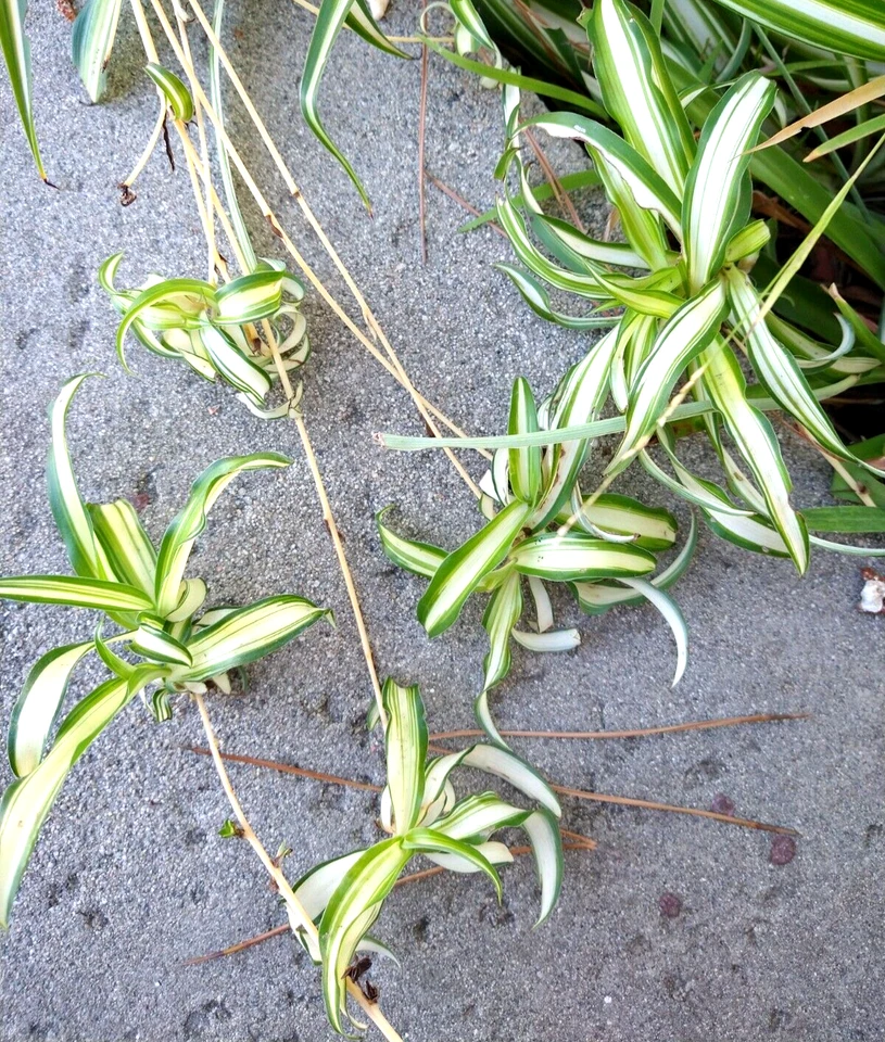Spider Plant Cuttings with Young Roots, Chlorophytum Comosum Live Plantlets for Indoor Houseplant Propagation Lot of 15