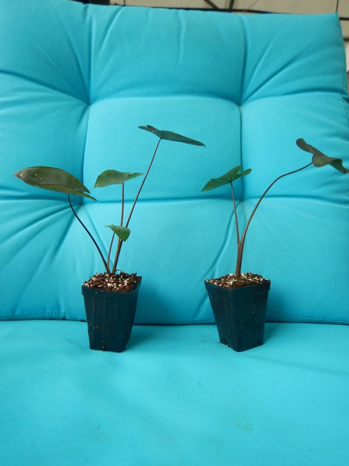 Black Magic Elephant Ear Starter Plant – Colocasia Esculenta Live Rooted Plant with Dark Foliage